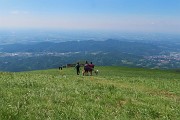 47 ...non si vede il bianco dei narcisi, sono stati decimati e spianati a terra  dalla grandine